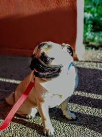 High angle view of dog looking at camera