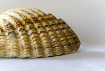 Close-up of shells on table