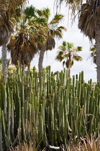 Close-up of palm trees on field against sky