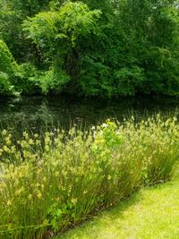 Scenic view of lake in forest