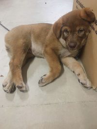 Portrait of dog relaxing on floor