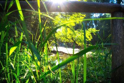 Sun shining through trees in forest