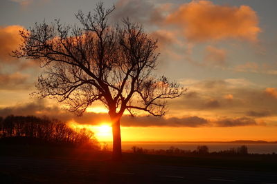 Silhouette tree against sky during sunset