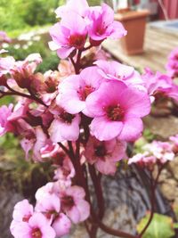 Close-up of pink flowers