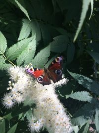 Close-up of butterfly on leaf