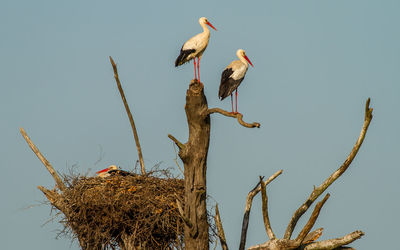 Low angle view of birds perching on tree against sky