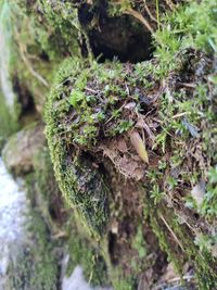 Close-up of moss growing on tree trunk