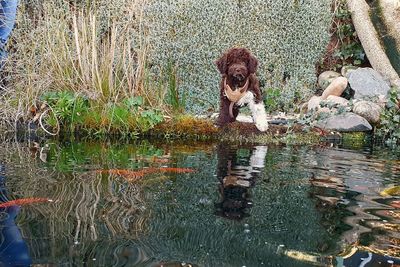 Reflection of dog on lake