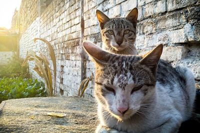 Close-up portrait of cats against wall