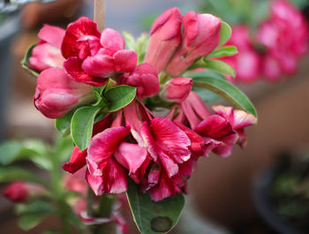 Close-up of pink flowering plant