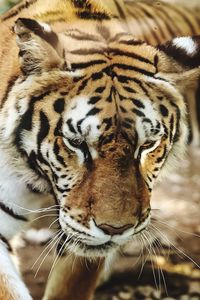 Close-up of tiger