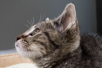 Close-up of a cat looking away