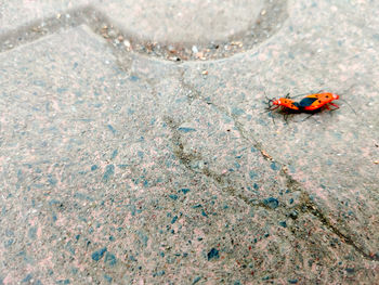 High angle view of ladybug