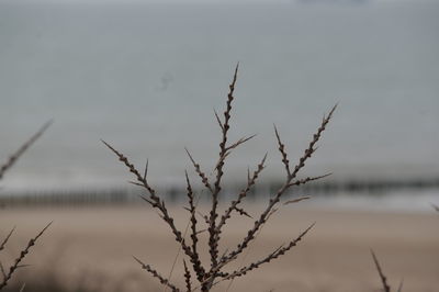 Close-up of plant against sky