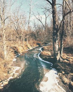 River amidst bare trees in forest