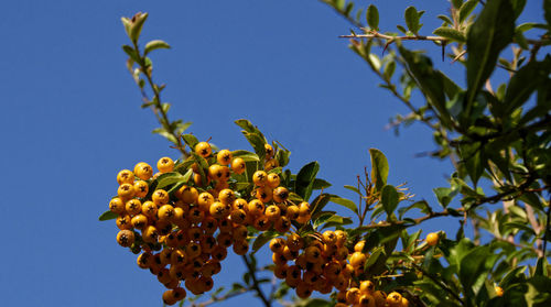 Low angle view of fruits growing on tree against clear blue sky