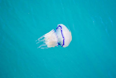 Close-up of jellyfish swimming in sea