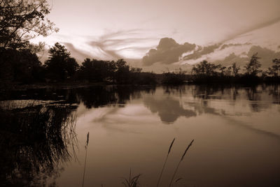 Reflection of trees in calm lake