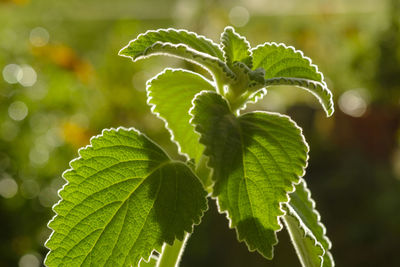 Close-up of green leaves