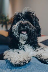 Happy black and white 4 months old havanese puppy on a sofa at home. selective focus on the nose.