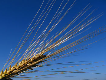 Close-up of wheat against clear blue sky