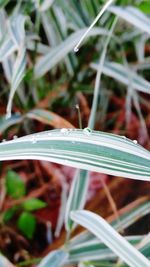 Close-up of plant