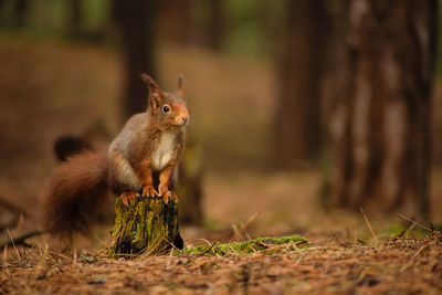 Close-up of squirrel