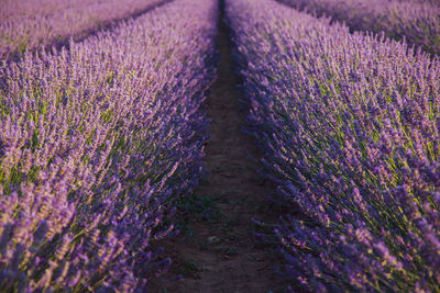 View of lavander plants growing on field