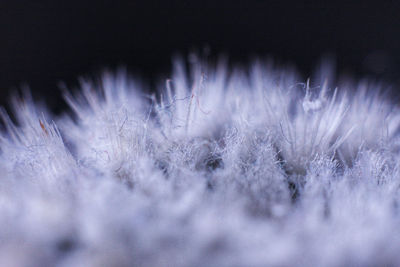 Close-up of frozen plants on field