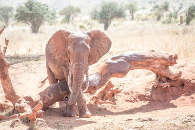 Elephant in a field