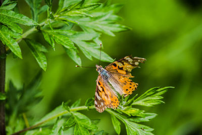 Butterfly on leaf