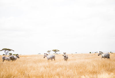 View of horse on field against sky