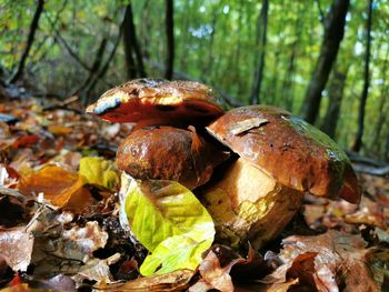 Close-up of mushrooms growing on field in forest