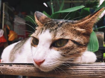 Close-up portrait of cat