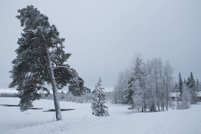 Trees on snow covered field against sky