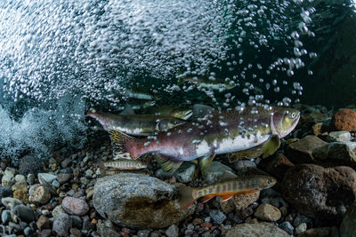 Pink salmon's run in rausu, hokkaido , japan