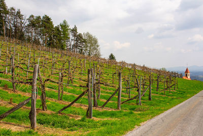 Scenic view of vineyard against sky