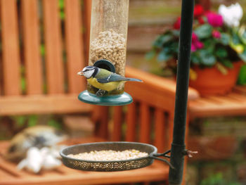 Close-up of great tit perching on bird feeder