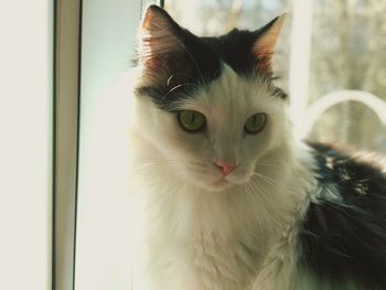 Close-up portrait of cat
