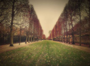 Trees on grassy field