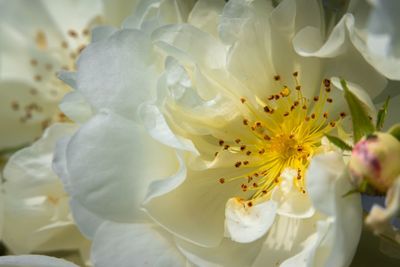 Close-up of white flower