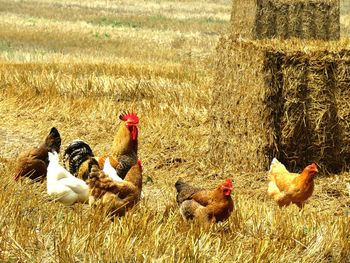 Flock of birds in the field