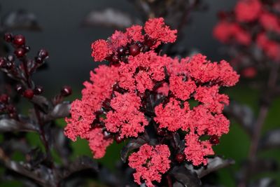 Close-up of red flowers blooming on tree