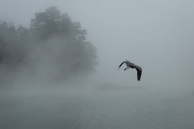 Bird flying over lake during foggy weather