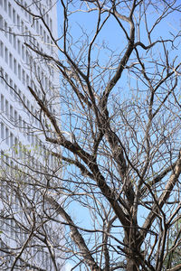 Low angle view of bare tree against clear sky