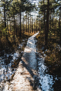 Footpath amidst trees in forest