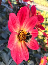 Close-up of honey bee on pink flower