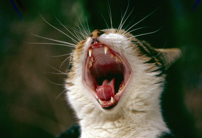 Close-up of cat yawning