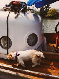 Dog relaxing in boat