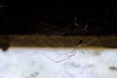 Close-up of spider on web